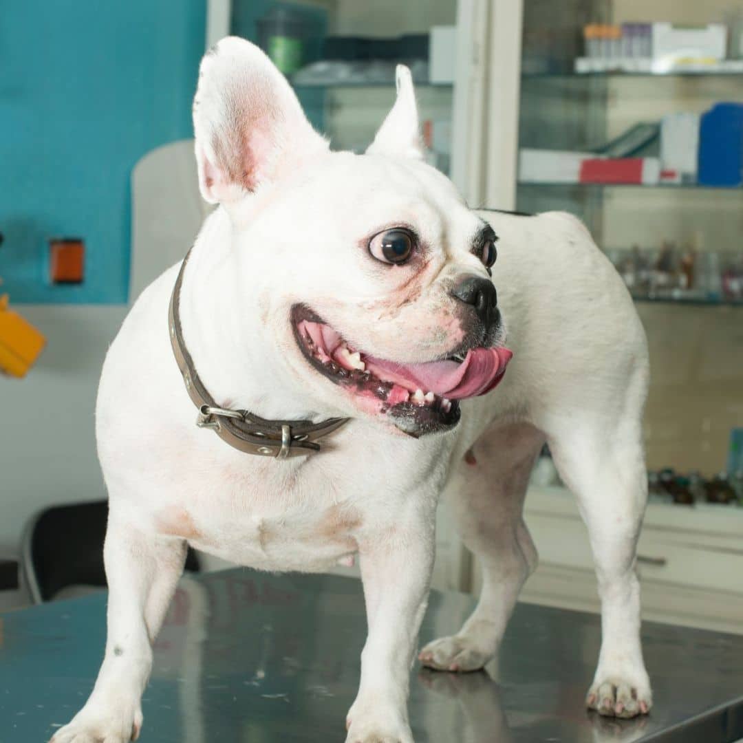 A dog standing on an examination table (1) A dog standing on an examination table