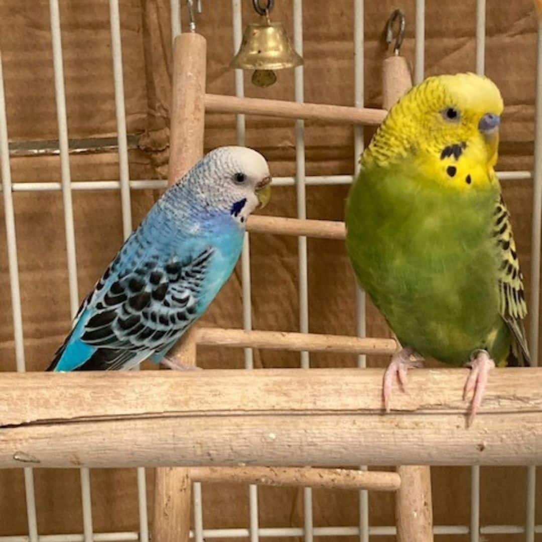 Birds image two parakeets sitting on a perch in a cage
