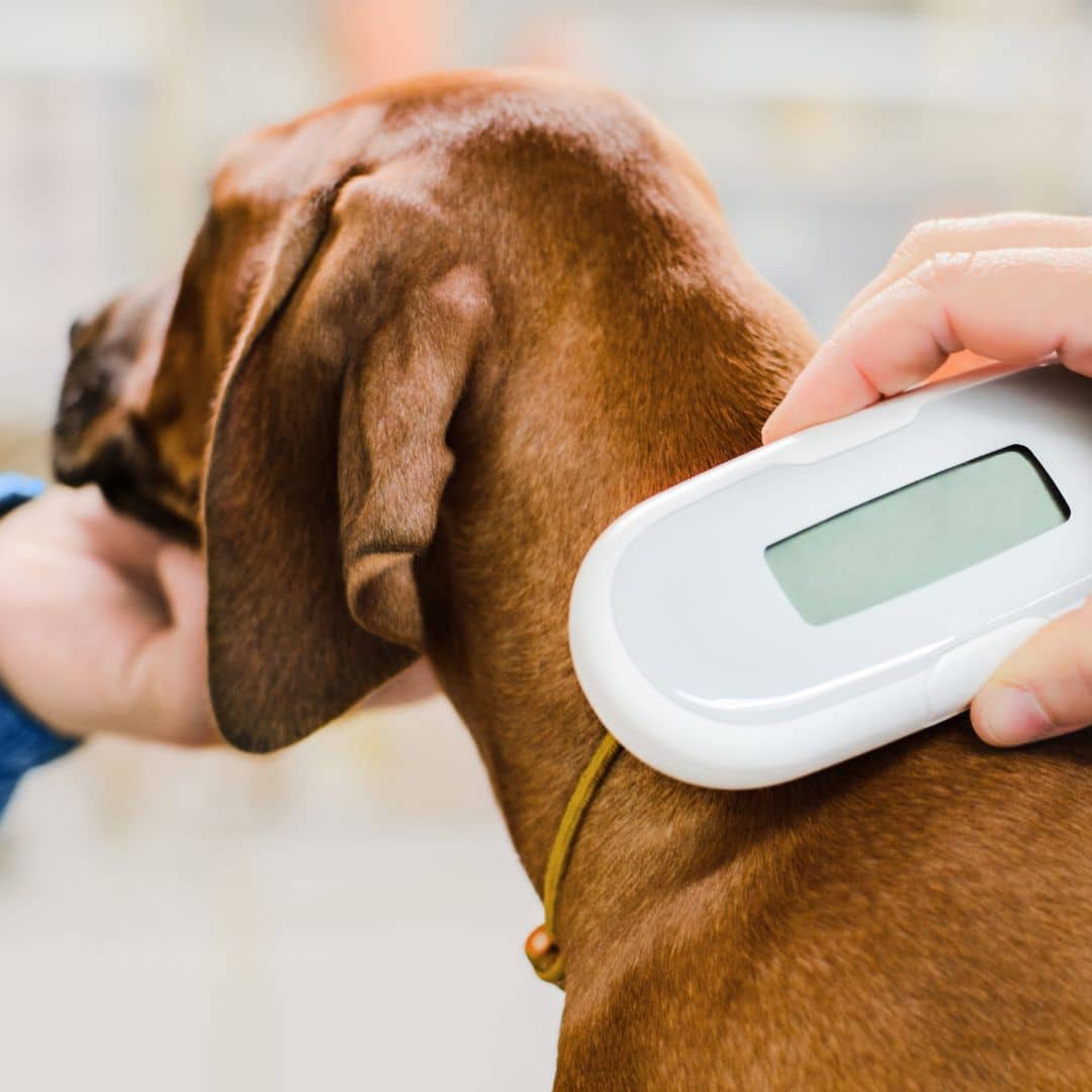 Microchip-image-1 A vet scanning microchip implant of a dog
