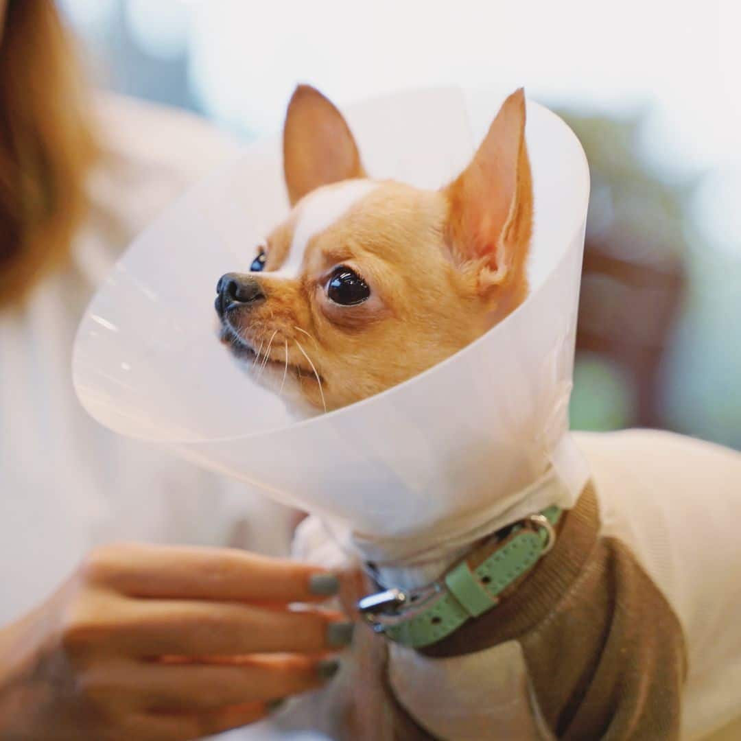 Pet Image (1) a small dog wearing a cone