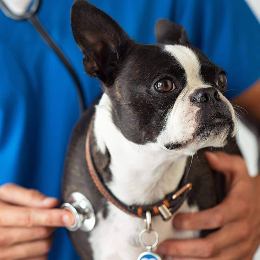 Pet-Wellness-Exams-image-1 (1) a vet checking heart of a dog