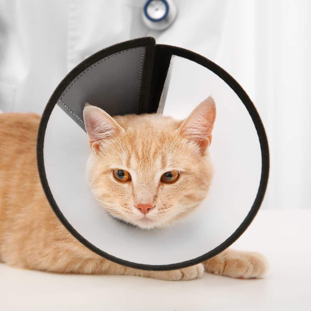 Pet-image (1) A cat wearing a cone on its head