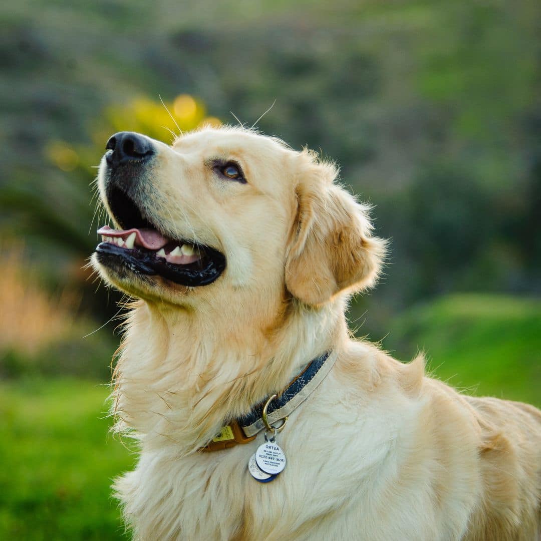 a dog looking up a dog looking up