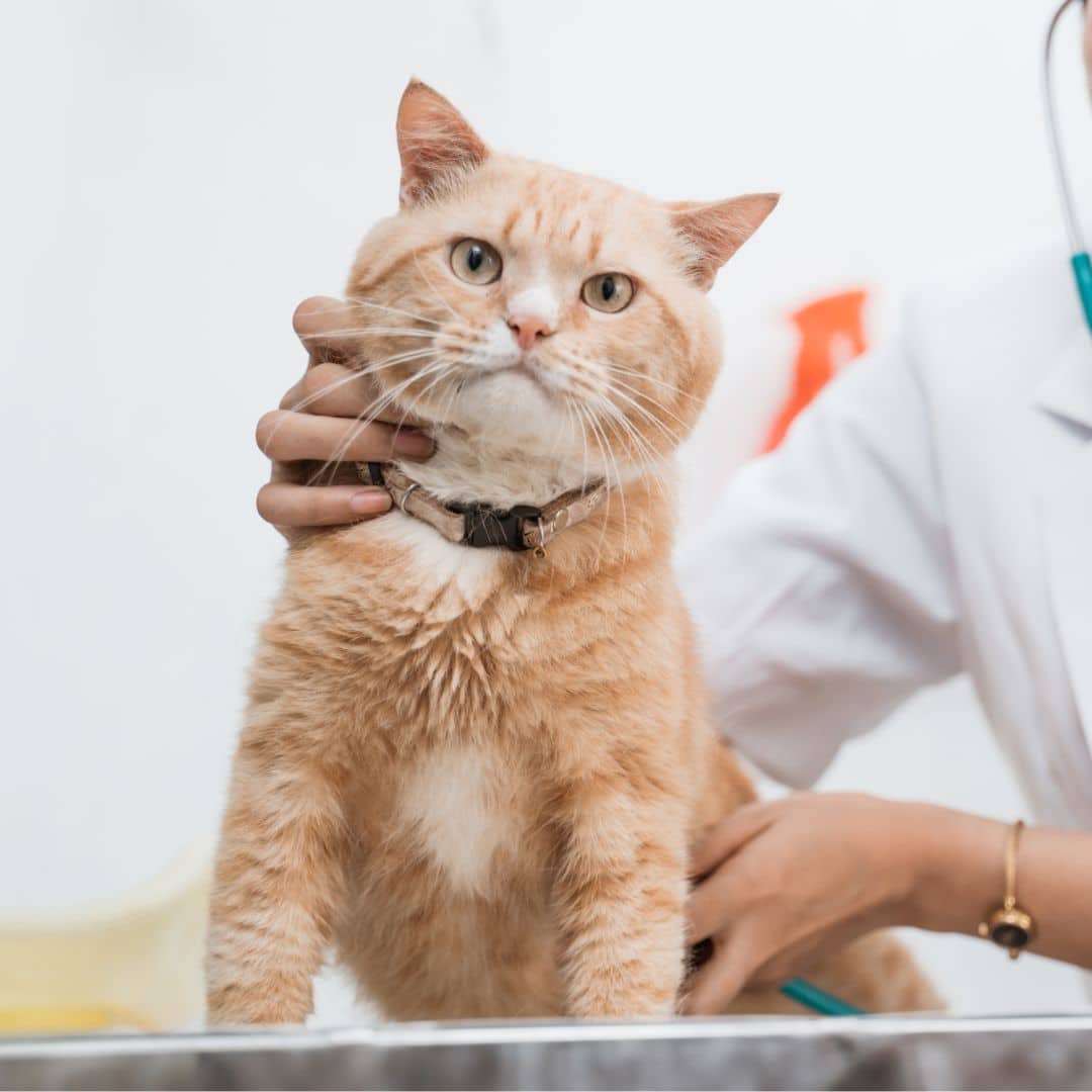 a vet checking of a cat a vet checking of a cat