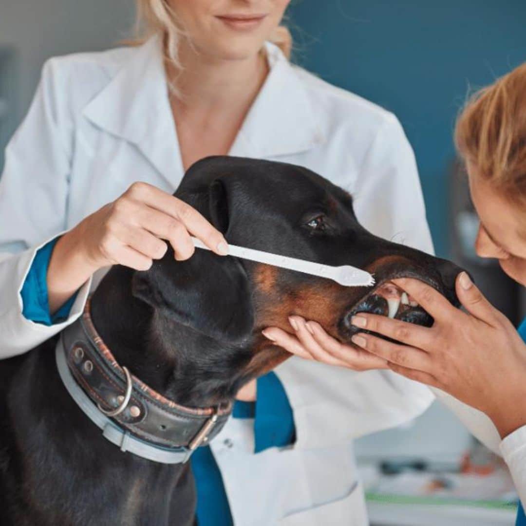 dental-image-1 a vet brushing of a dog