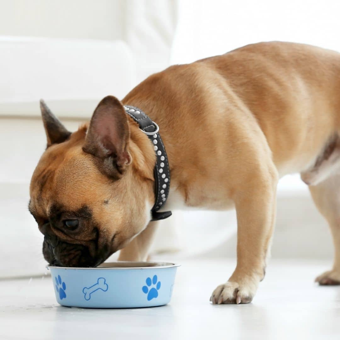 dog-eating-food-image a dog eating food
