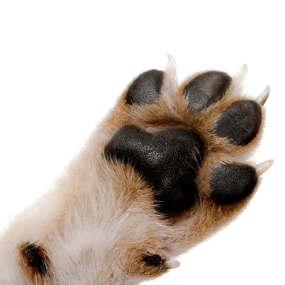 paw close-up of paw in bottom left corner