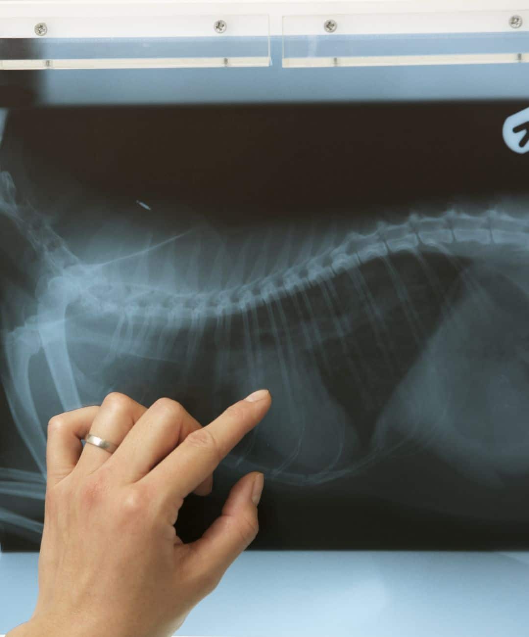pet x-ray image (2) a hand pointing at a x-ray of a pet