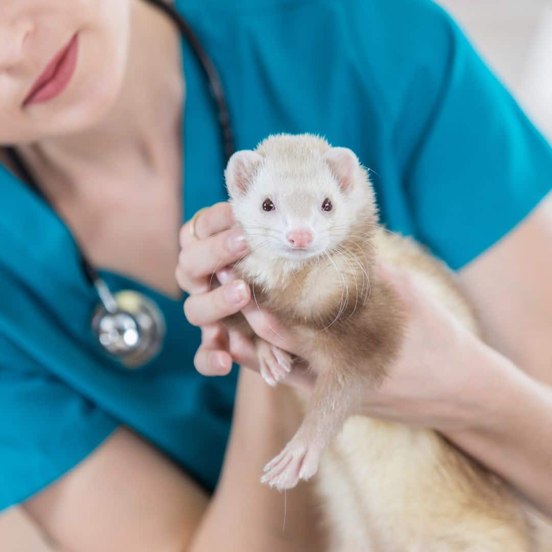 vet examines pet ferret image a vet holding a ferret in her hands
